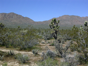 Joshua trees