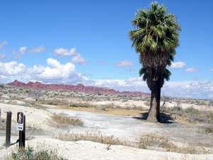 Palm trees and red rock formations